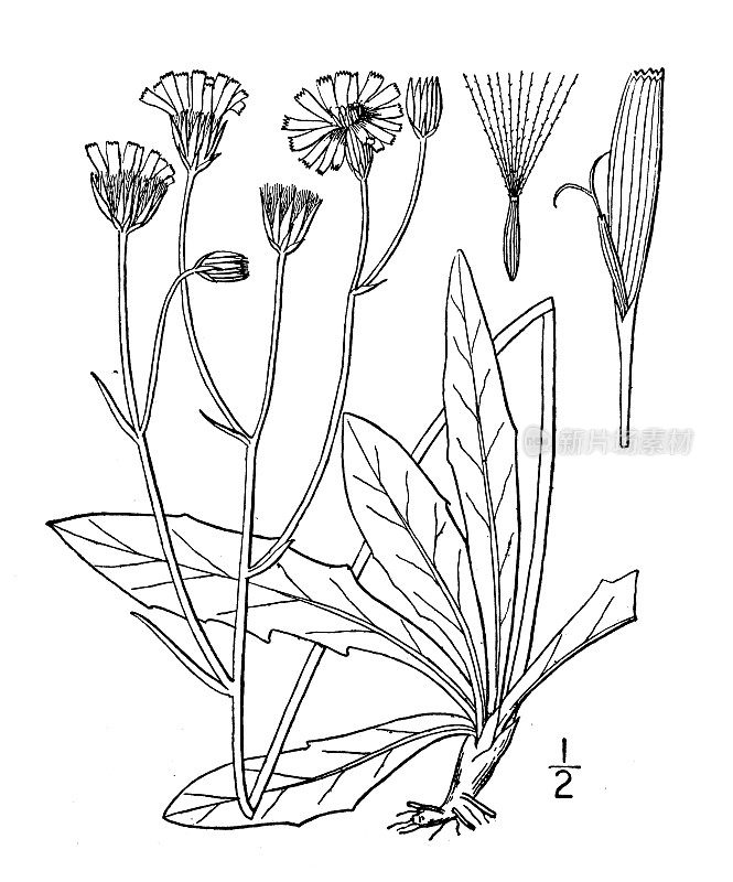 古植物学植物插图:Crepis runcinata，裸茎鹰须